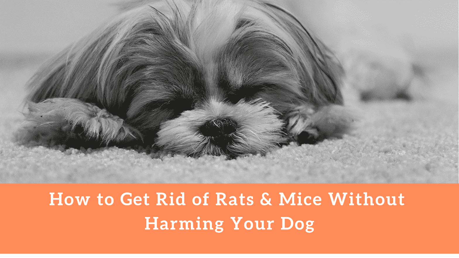How to Get Rid of Rats & Mice Without Harming Your Dog